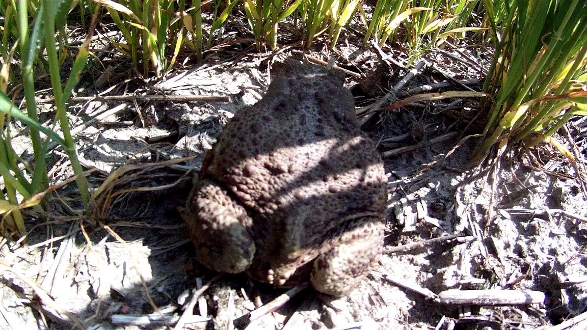 vlcsnap-2014-05-25-19h14m06s218.png