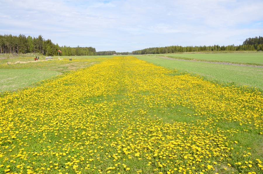 DSC_4209.JPG