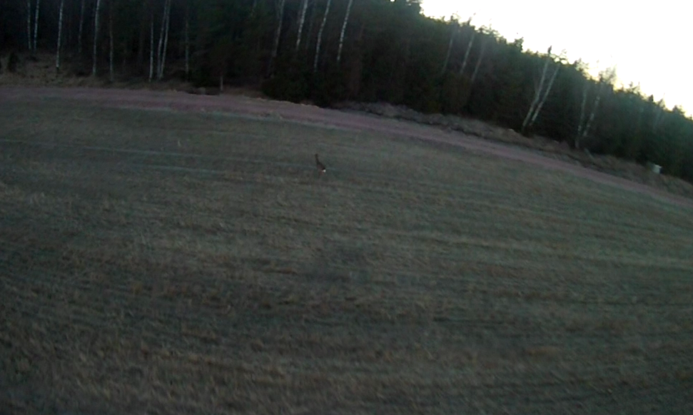 deer.png